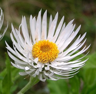 Bloeiende Coronidium boormanii plant in pot.