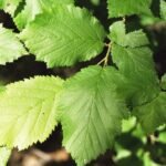 Corylus cornuta struik met gele bloemen en groen blad.