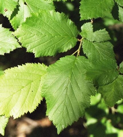 Corylus cornuta struik met gele bloemen en groen blad.