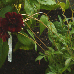 Rode Cosmos bloemen met groen blad.