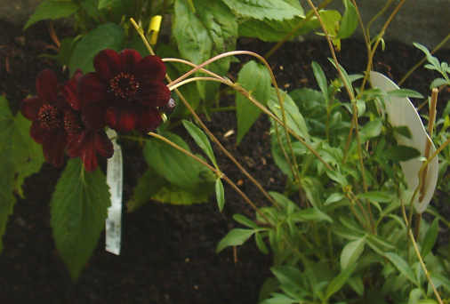 Rode Cosmos bloemen met groen blad.