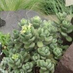 Cotyledon tomentosa ssp. ladysmithensis, een groen grijsgroen bladplant met fluweelachtige textuur.