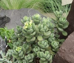 Cotyledon tomentosa ssp. ladysmithensis, een groen grijsgroen bladplant met fluweelachtige textuur.