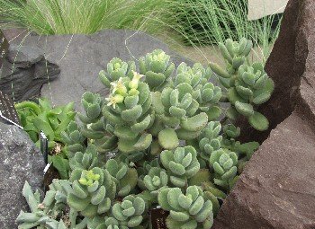 Cotyledon tomentosa ssp. ladysmithensis, een groen grijsgroen bladplant met fluweelachtige textuur.
