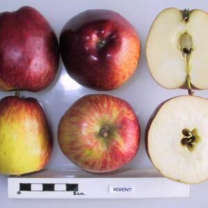 Dwarsdoorsnede van winterharde Regent-druif.