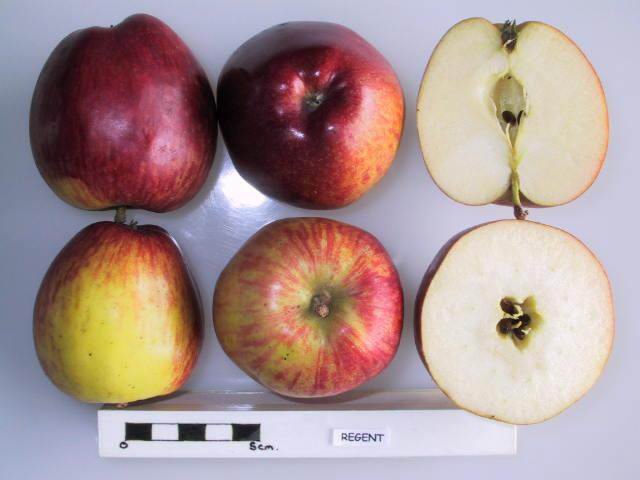 Dwarsdoorsnede van winterharde Regent-druif.