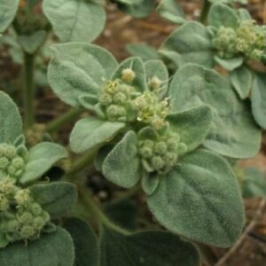 Kleurrijke Croton setiger kamerplant met gestreepte bladeren in pot.