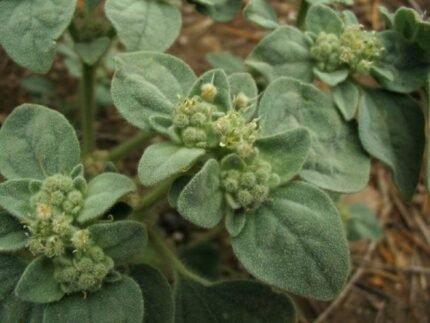 Kleurrijke Croton setiger kamerplant met gestreepte bladeren in pot.