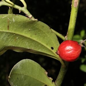 Cryptocarya laevigata plant met glanzende groene bladeren en rode bessen.