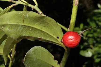Cryptocarya laevigata plant met glanzende groene bladeren en rode bessen.
