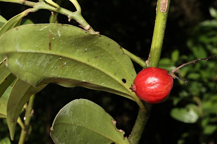 Cryptocarya laevigata plant met glanzende groene bladeren en rode bessen.