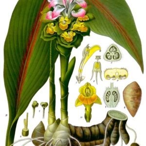 Curcuma zedoaria plant met groene bladeren en wortelstokken op witte achtergrond.