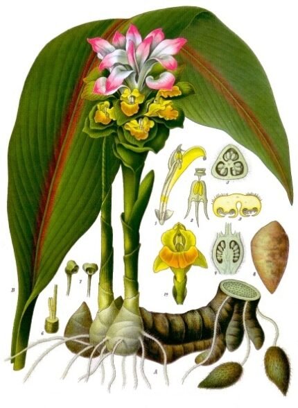 Curcuma zedoaria plant met groene bladeren en wortelstokken op witte achtergrond.