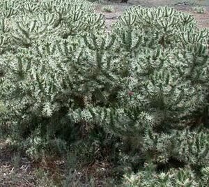 Cylindropuntia rosea cactus met roze bloemen in terracotta pot.