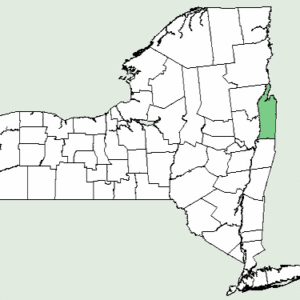 Illustratie van Cynoglossum amabile distributiekaart in New York.