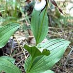 Bloeiende Cypripedium montanum orchidee in natuurlijke bosomgeving.