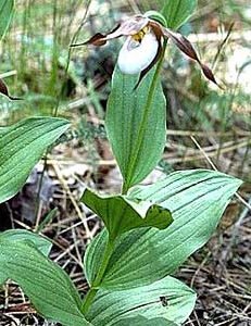 Bloeiende Cypripedium montanum orchidee in natuurlijke bosomgeving.