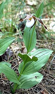Bloeiende Cypripedium montanum orchidee in natuurlijke bosomgeving.