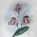 Waterverf illustratie van Paphiopedilum bellatulum door Charles Storer, 1898.