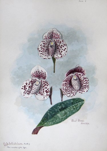 Waterverf illustratie van Paphiopedilum bellatulum door Charles Storer, 1898.