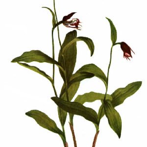 Bloeiende Cypripedium arietinum orchidee met gele en groene bloembladeren.