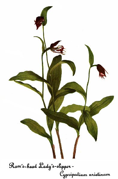 Bloeiende Cypripedium arietinum orchidee met gele en groene bloembladeren.