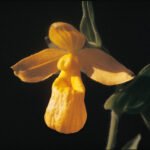 Cypripedium dickinsonianum orchidee met gele en rode bloembladeren en groen blad.