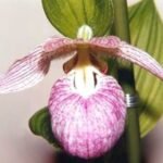 Purple and yellow Cypripedium franchetii orchid blooming against green leaves.