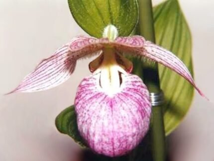 Purple and yellow Cypripedium franchetii orchid blooming against green leaves.