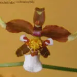 Prachtige paarse orchidee Cyrtochiloides ochmatochila in bloei.