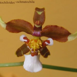 Prachtige paarse orchidee Cyrtochiloides ochmatochila in bloei.