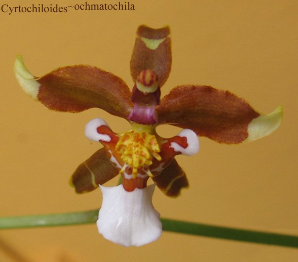 Prachtige paarse orchidee Cyrtochiloides ochmatochila in bloei.