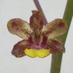Cyrtopodium parviflorum orchidee met witte bloemen en groene bladeren.