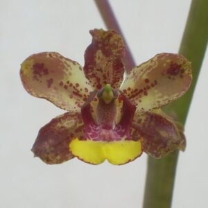 Cyrtopodium parviflorum orchidee met witte bloemen en groene bladeren.