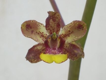 Cyrtopodium parviflorum orchidee met witte bloemen en groene bladeren.