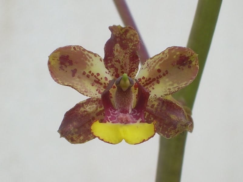 Cyrtopodium parviflorum orchidee met witte bloemen en groene bladeren.