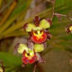 Cyrtopodium orchidee met groene bladeren en bloemtros in halfschaduw.