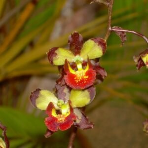 Cyrtopodium orchidee met groene bladeren en bloemtros in halfschaduw.