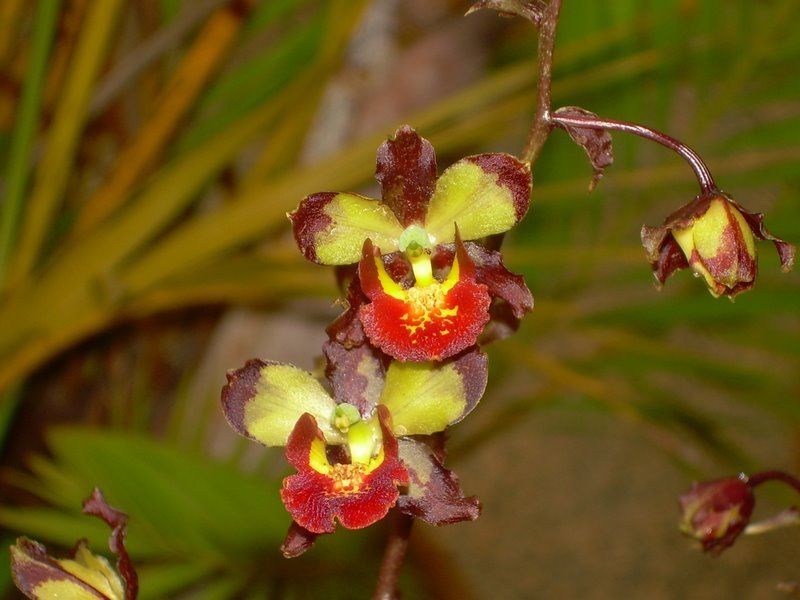 Cyrtopodium orchidee met groene bladeren en bloemtros in halfschaduw.