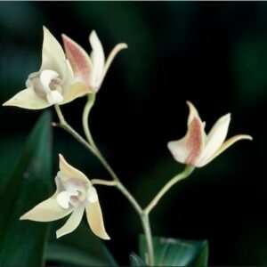 Dendrobium adae orchidee bloem - paars en wit, groene stengel, witte achtergrond.