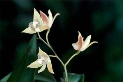 Dendrobium adae orchidee bloem - paars en wit, groene stengel, witte achtergrond.