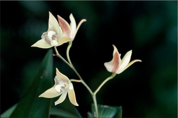 Dendrobium adae orchidee bloem - paars en wit, groene stengel, witte achtergrond.