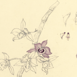 Dendrobium parishii orchidee met witte bloemen en groene bladeren.