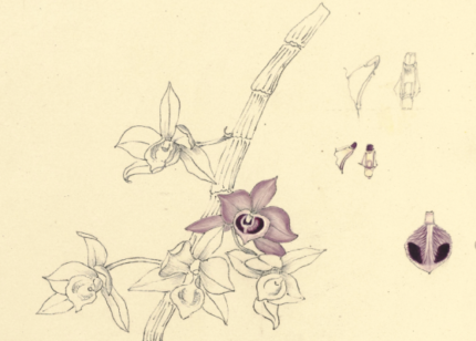 Dendrobium parishii orchidee met witte bloemen en groene bladeren.
