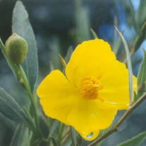 Bloeiende gele Dendromecon rigida bloemen met groene bladeren.