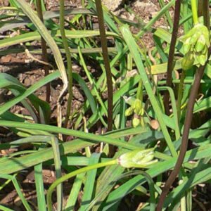 Purple and pink Dichelostemma ida-maia flowers on green background.