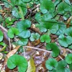 Dichondra repens plant met zilvergroene bladeren op grijze achtergrond.