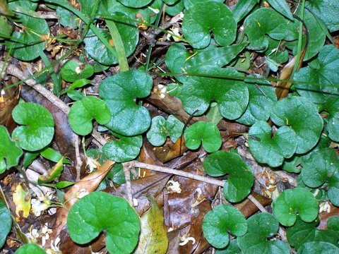 Dichondra repens plant met zilvergroene bladeren op grijze achtergrond.