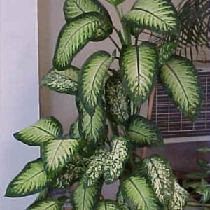 Dieffenbachia seguine kamerplant met groen en geel bladpatroon.