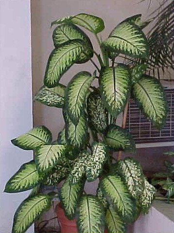 Dieffenbachia seguine kamerplant met groen en geel bladpatroon.
